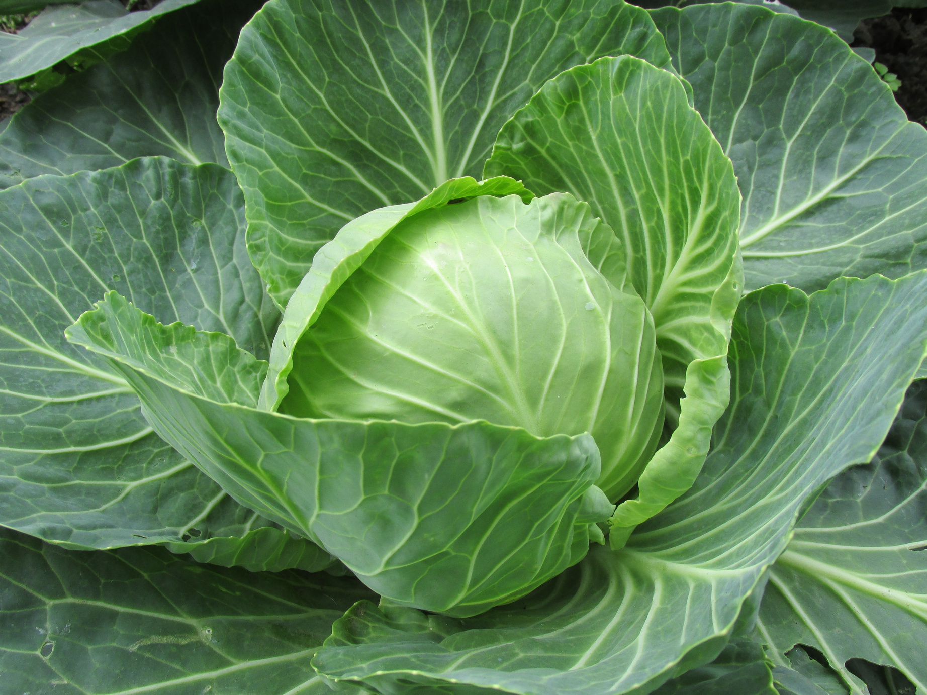 White Cabbage Leaves